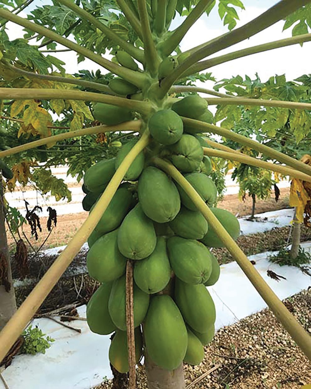 Solo papaya are worth more than common papayas, and they have a superior flavor.